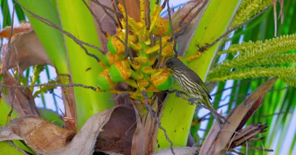 Palmtapuit Palmchat Dulus Dominicus Narodowy Ptak Dominikany Wideo Drzewa Palmowego — Wideo stockowe