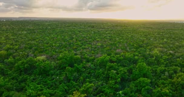 日の出の熱帯ジャングル パームツリーの森ドミニカ共和国の美しい空中風景のパノラマビュー — ストック動画