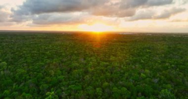 Cotubanama Ulusal Parkı Dominik Cumhuriyeti 'ndeki vahşi palmiye ormanının hava manzarası