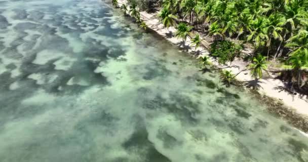 野生のエキゾチックなヤシの木 トロピカルビーチと落ち着いた海の波 — ストック動画