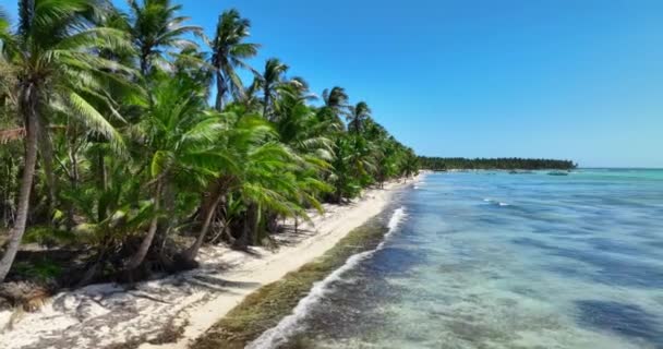 パラダイス野生のトロピカルアイランドビーチ ヤシの木とカリブ海のエキゾチックな自然景観4Kビデオ — ストック動画