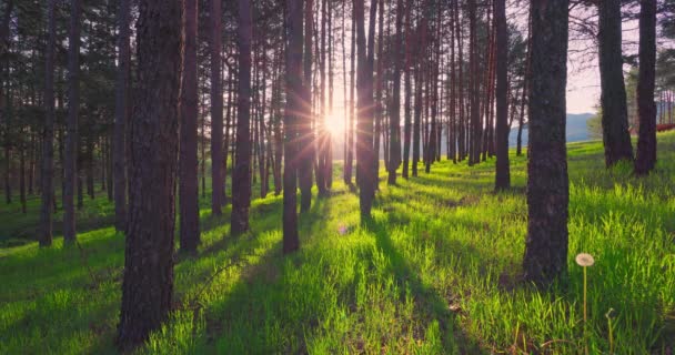 ブルガリアの自然の美しい風景を森林の木々を通して新鮮な草と日光の上にデッキ — ストック動画