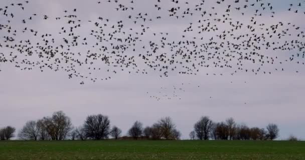 Flock Migrerande Flygande Vilda Gäss Fåglar Himlen Över Land — Stockvideo