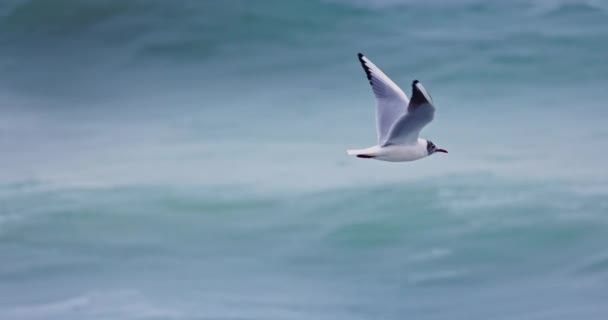 海鸥在空中飞越水面 桑德斯的海鸥在海浪中捕鱼 — 图库视频影像