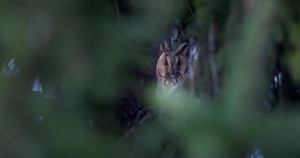 Сова Лесу Дикая Птица Наблюдает Сосновой Ветки Загадочном Лесу Видео — стоковое видео