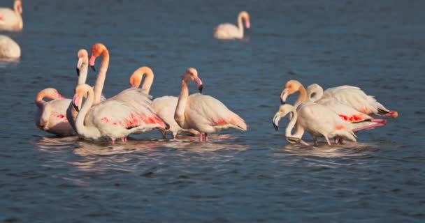 Greater Flamingos Exotic Birds Colony Stand Foraging Sea Water Coastal — Stock Video