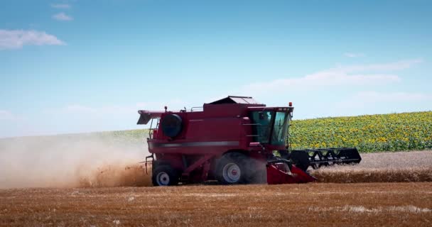 해바라기 성숙한 필드를 수확하는 수확기 기계를 비디오 — 비디오