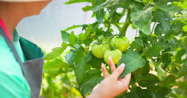 Trädgårdsmästare Bonde Kvinna Som Arbetar Växthus Färska Tomatplantor Mogna Hemodlade — Stockvideo