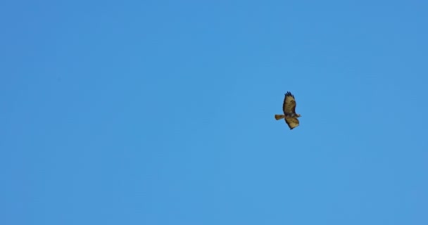 Buizerd Buteo Buteo Roofvogel Die Tegen Een Helderblauwe Lucht Vliegt — Stockvideo