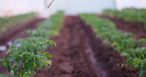 Piante Pomodoro Serra Giardiniere Agricoltore Irrigazione Piantine Fresche Nel Terreno — Video Stock