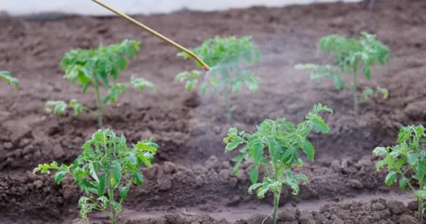 Agriculteur Jardinier Pulvérisation Plants Tomates Dans Sol Plants Tomates Serre — Video
