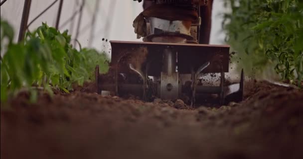 Κηπουρός Αγρότης Μηχανή Καλλιεργητή Που Σκάβει Έδαφος Γύρω Από Νεαρά — Αρχείο Βίντεο
