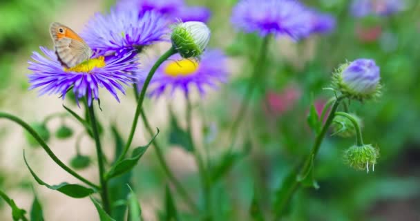 Motýl Přírodě Sbírá Pyl Kvetoucích Fialových Květů Kvetoucích Krásné Zahradě — Stock video
