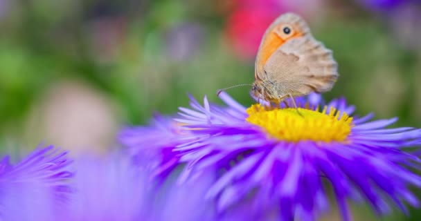 Πεταλούδα Συλλέγει Γύρη Από Ένα Ανθισμένο Λουλούδι Ένα Βίντεο Κήπο — Αρχείο Βίντεο