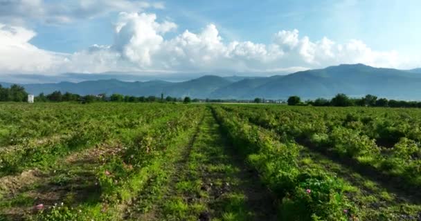 Болгарія Природний Ландшафт Рожеве Поле Болгарський Олійний Підшипник Роза Дамаська — стокове відео