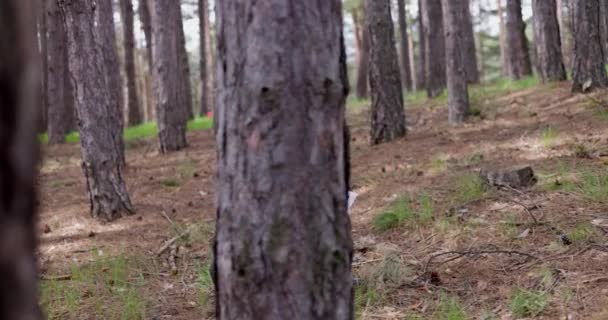 Болгарська Дівчина Етнічному Фольклорному Костюмі Біжить Між Старими Деревами Гірському — стокове відео