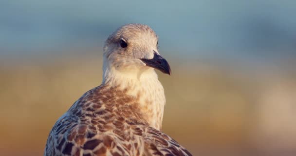 Morska Mewa Mewa Dzika Przyroda Ptak Stojący Plaży Brzeg Wideo — Wideo stockowe