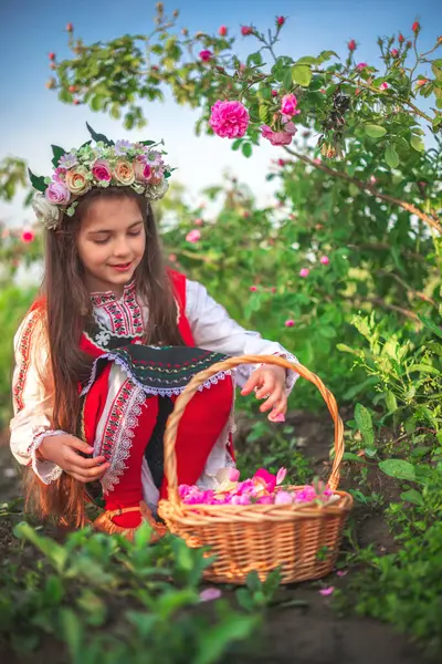 Mädchen Ethnischer Folklorekleidung Ernten Bei Sonnenaufgang Ölhaltige Rosen Bulgarische Rose lizenzfreie Stockbilder