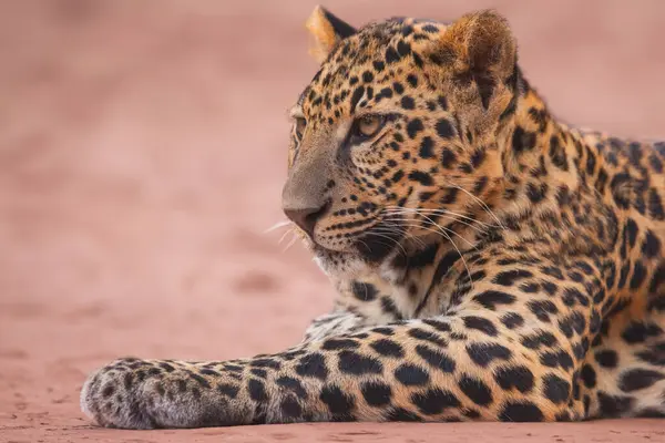 Африканский Хищник Леопард Пантера Открытом Воздухе Стоковое Фото