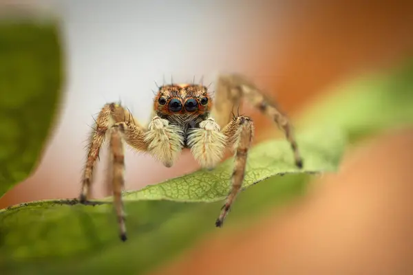 跳蜘蛛宏观特写拍摄在绿叶上作为自然背景 免版税图库照片