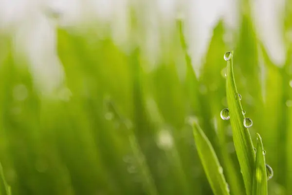 Grünes Nasses Gras Mit Tau Auf Einem Halm Oberflächlicher Dof Stockbild