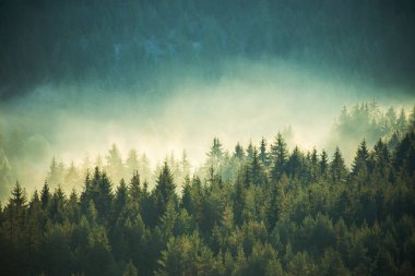 Dağlardaki güzel sonbahar manzarası. Çam ağacının üzerinde gün doğumu