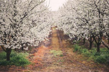 Güneşli bir bahar gününde çiçek açan erik ağaçları meyve bahçeleri ve patikalar.
