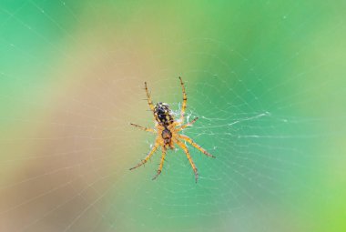 Yeşil arka planda örümcek ağı. Makro çekim