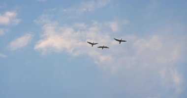 Uçan özgürlük kuşları mavi gökyüzüne ve bulutlara karşı büyük bir karabatak sürüsü.