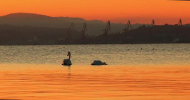 Kuğular gün batımında deniz suyunda yüzerek yiyecek arıyorlar.