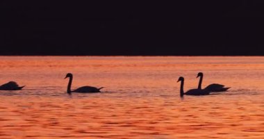 Deniz gölünde yüzen kuğular, mistik günbatımı, kuş siluetleri yavaş çekim 4k video
