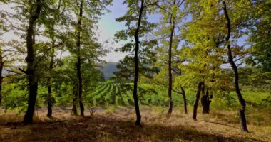 Ormanın yakınlarındaki yemyeşil ve ağaçlarla dolu huzurlu üzüm bağları manzarası