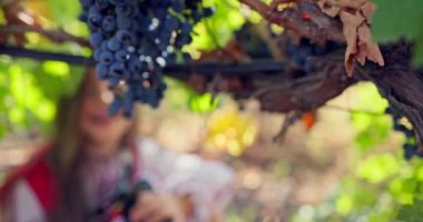 Etnik folklor kostümüyle gülümseyen güzel bir Bulgar kızı, Bulgaristan 'ın kırsal kesimindeki bir üzüm bağından olgun üzümler topluyor.