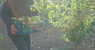 Plastik sandık dolusu taze ayva meyvesiyle meyve bahçesindeki bir çiftlikte çiftçi.