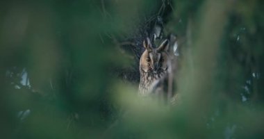 Küçük baykuş (Athene noctua) bir orman videosunda bir ağaç dalına tünemiş.