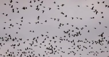 Gökyüzünde uçan su ördekleri sürüsü. Kuş göçü kuşların mevsimsel hareketidir.. 