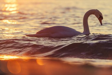 Güzel gün batımı ve deniz Kuğu.