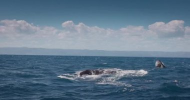 Kambur balinalar anne ve bebek Atlantik Okyanusu 'nda yüzüyorlar, Karayipler' de Samana adası yakınlarında, Dominik Cumhuriyeti, Punta Cana
