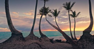 Tropikal Ada Sahili üzerinde gün batımı Palmiye ağaçları ve renk Horizon Manzarasına karşı Okyanus Dalgası. Bavaro, Punta Cana, Dominik Cumhuriyeti