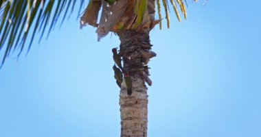 Tropik bir ormandaki palmiye ağacında kızıl saçlı yeşil ağaçkakan, Dominik Cumhuriyeti, Punta Cana 'da egzotik bir kuş.