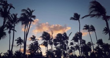 Gün doğumuna karşı Palmiye Ağaçları Siluetleri Tropik plaj manzarasını bulutlandırır
