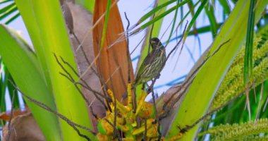 Palmchat Dulus Dominicus Dominik ulusal kuşu Dominik Cumhuriyeti 'ndeki tropik bir palmiye ağacına tünemişti.