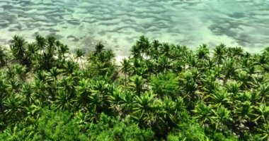 Tropikal adanın kumsalındaki hava manzarası. Karayip Denizi kıyısı ve palmiye ağaçları ormanı olan egzotik ada, Dominik Cumhuriyeti