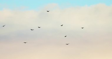 Kara Akbaba, gökyüzünde uçan akbaba sürüsü.