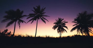 Hindistancevizi palmiyesi siluetleri renkli bir akşama karşı bulutlar gün batımında ve plajda tropikal yemyeşil