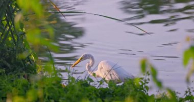 Beyaz balıkçıl güzel balıkçıl. Gagasında balıklar olan su gölü kıyısı tropik yemyeşil doğayla çevrili.