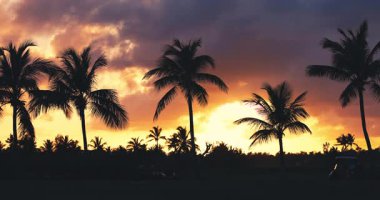Tropik Plaj Günbatımında Palm Trees, golf sahasının altında canlı gökyüzü bulutlarına karşı siluetlendi.