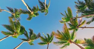 Palmiye ağaçları güneşli bir günde mavi gökyüzü Karayip adası sahil Cumhuriyeti 'ne karşı ayrılıyor.