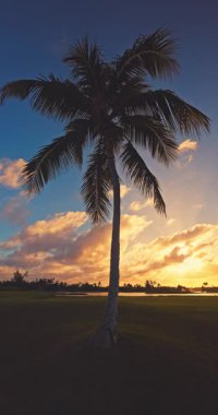 Cennet Karayip Adası. Dominik Cumhuriyeti 'ndeki golf sahasının arka planında bir palmiye ağacı ve gölet silueti.