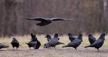 Kara kuzgunlar kışın sisli orman videosunda (Corvus corax)